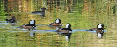 Hooded Mergansers, males and females