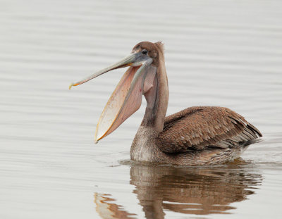 Brown Pelican, juvenile feeding