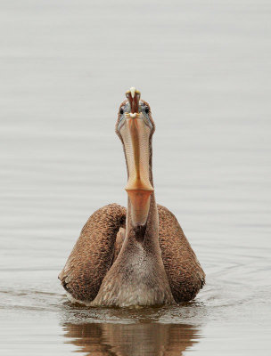 Brown Pelican, juvenile feeding