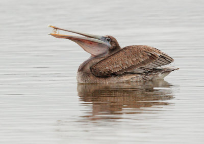Brown Pelican, juvenile feeding