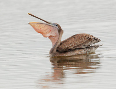 Brown Pelican, immature feeding
