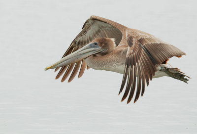 Brown Pelican, juvenile