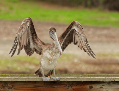 Brown Pelican, immature