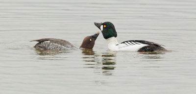 Common Goldeneyes, courting