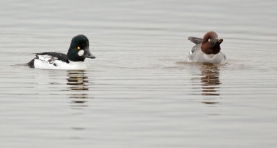Common Goldeneyes, courting