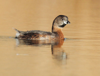 Pied-billed Grebe