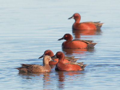 Cinnamon Teal, female and four males (Suitors in Ranks)