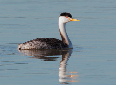 Clark's Grebe, non-breeding plumage