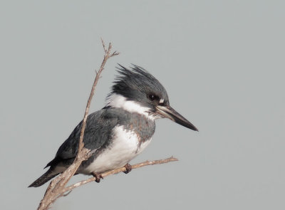 Belted Kingfisher, male