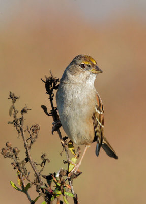 Golden-crowned Sparrow, non-breeding