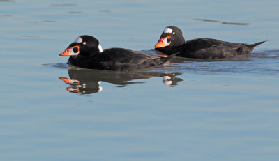 Surf Scoters, males