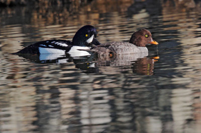 Barrow's (?) Goldeneye Pair