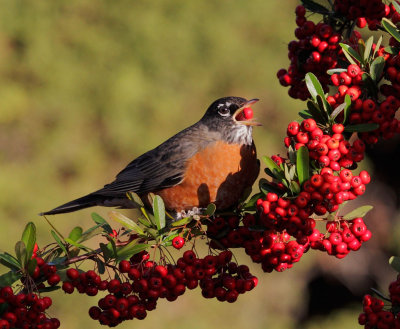 American Robin at pyracantha