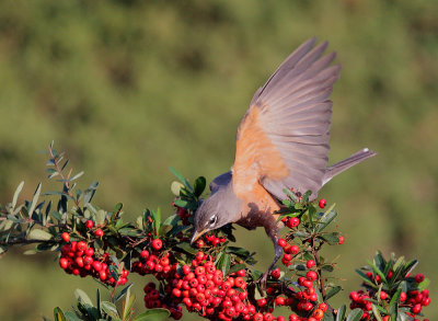 American Robin