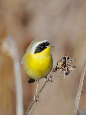 Common Yellowthroat, male