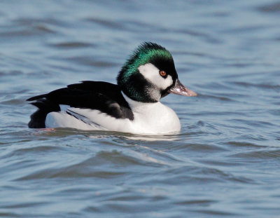 Bufflehead x Goldeneye, male