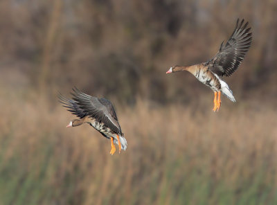 Greater White-fronted Geese, landing