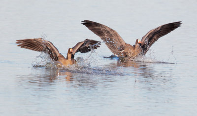 Greater White-fronted Geese, landing
