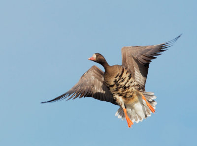 Greater White-fronted Goose, landing
