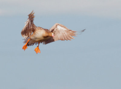 Greater White-fronted Goose, leucistic, landing