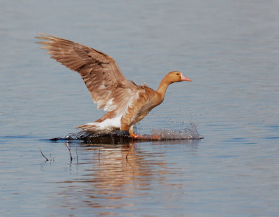 Greater White-fronted Goose, leucistic, landing