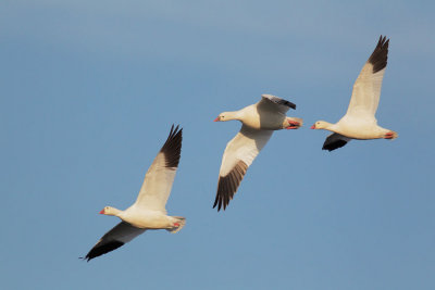 Ross's Geese