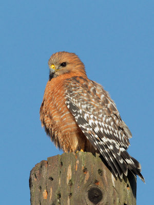 Red-shouldered Hawk