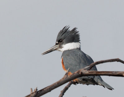 Belted Kingfisher, female