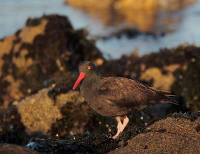 Black Oystercatcher