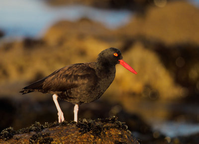 Black Oystercatcher