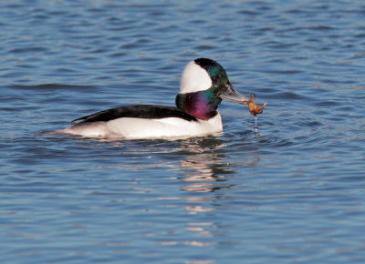 Bufflehead, male with crab