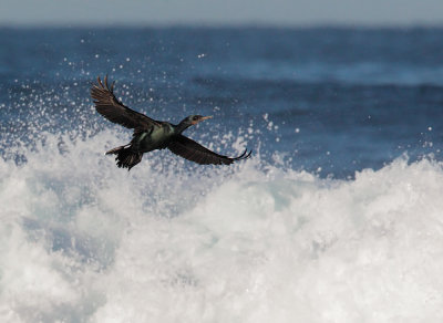 Double-crested Cormorant, flying in surf
