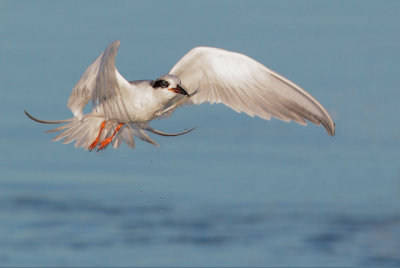 Forster's Tern, non-breeding plumage, taking off with fish