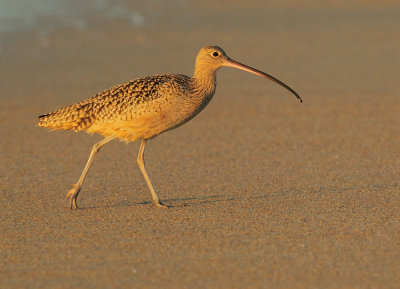 Long-billed Curlew, last light of 2012