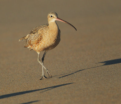 Long-billed Curlew