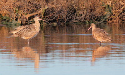 Long-billed Curlew and Marbled Godwit