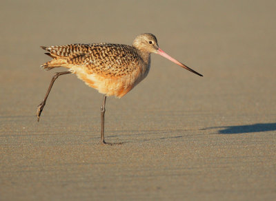 Marbled Godwit