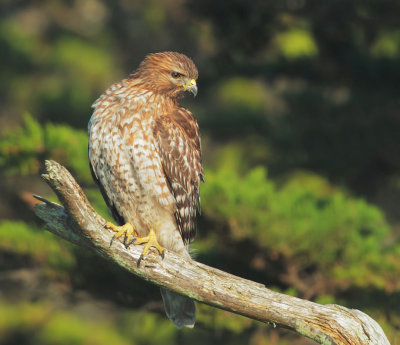 Red-shouldered Hawk, juvenile