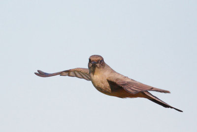 Say's Phoebe, flying