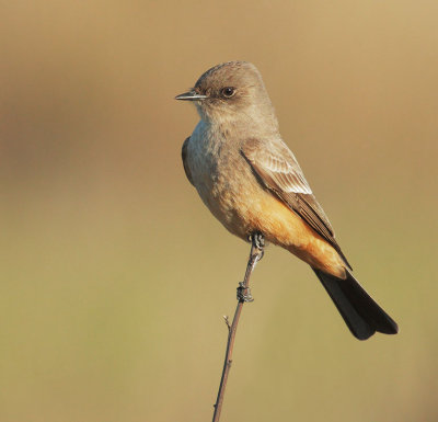 Say's Phoebe