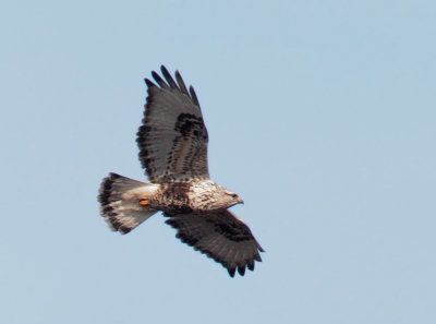 Rough-legged Hawk, female light morph