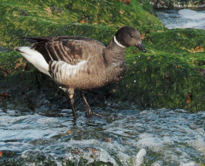 Brant