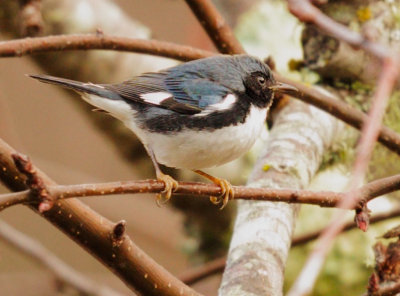 Black-throated Blue Warbler, male