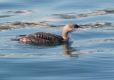 Pacific Loon, juvenile