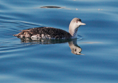 Red-throated Loon, juvenile
