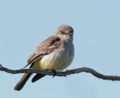 Vermilion Flycatcher, female