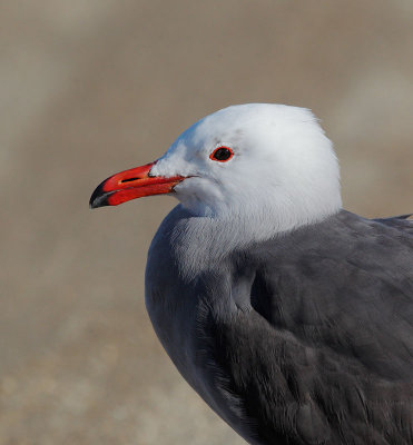 Heermann's Gull, breeding plumage