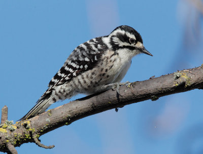 Nuttall's Woodpecker, female