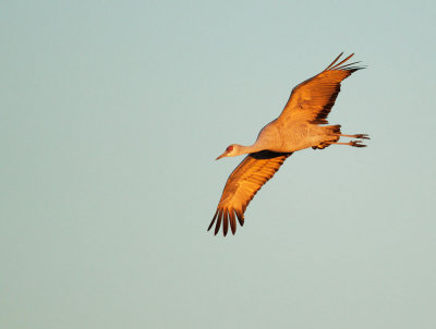 Sandhill Crane, landing at sunset