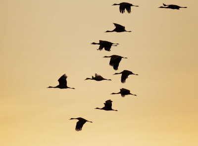 Sandhill Cranes, early morning